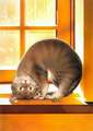 Chat